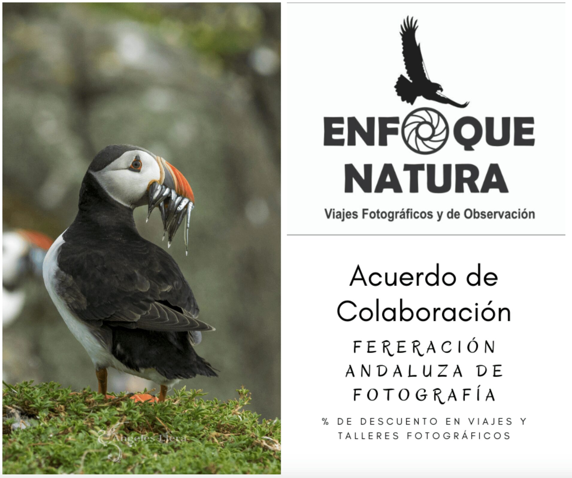 La. FAF, ha llegado a un acuerdo de colaboracion, con la Firma. ENFOQUE NATURA, dedicada a la organización de Viajes Fotográficos. <br> <a href="https://www.enfoquenatura.com/" target="_blank">ENLACE</a><br>  <br> <a href="https://www.federacionandaluzafotografia.com/sites/default/files/convenio.pdf" target="_blank">ARCHIVO</a><br>