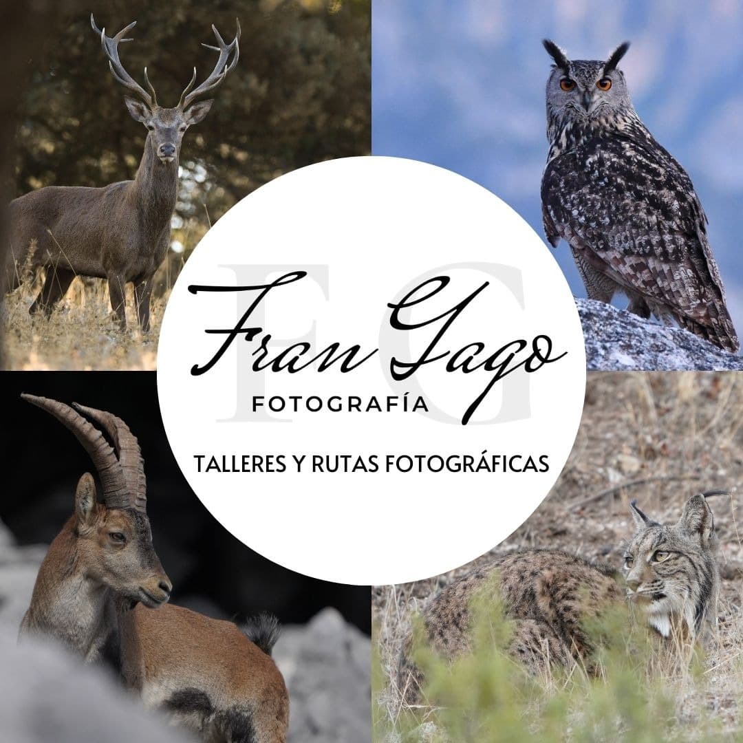 Propuesta de colaboración que hemos adquirido con el Fotógrafo Fran Gago socio número 2748 y perteneciente a la Agrupación Fotográfica Ubriqueña. Tengo una empresa con la cual realizo cursos de iniciación a la fotografía digital y a la fotografía de naturaleza, además de tener también mi propio estudio de fotografía. Realizo talleres de naturaleza mensualmente de distintos temas y mi intención es poder ofrecerles a las personas que estén federadas un descuento en algunos de mis cursos y talleres. Así poder hacerme ver entre los socios de la federación y también intentar que las personas se federen para obstar a los descuentos. Mi intención es poner algún descuento en los cursos o talleres de mayor importe, ya que en lo de menor importe me seria imposible debido a sus bajos precios. El curso tiene una duración de tres días, donde daremos una parte teórica y otras prácticas, en las que realizaremos dos talleres dentro del mismo curso, uno de rapaces y otro de macrofotografía. EL CURSO TIENE UN PRECIO DE 175€ Y TODA PERSONA QUE PRESENTE SU CARNET DE FEDERADO TENDRA UN DESCUENTO DE 25€. Los descuentos se realizarán según los precios de los talleres y rutas. En cada cartel saldrá reflejado si lleva descuento y cuanto por socio. En mis redes sociales podrán estar al día y ver todos los talleres, cursos y rutas que se irán realizando durante todo el año. Los descuentos se realizarán según los precios de los talleres y rutas. En cada cartel saldrá reflejado si lleva descuento y cuanto por socio. En mis redes sociales podrán estar al día y ver todos los talleres, cursos y rutas que se irán realizando durante todo el año. Podéis ver gran parte de mis trabajos sobre los talleres de naturaleza que realizo por mis redes sociales ya que son los mayores canales de difusión, donde podréis ver resúmenes de los talleres y las opiniones de los clientes en comentarios y reseñas de Google. Instagram - @frangago_fotografia Facebook - Fran Gago Rosado GOOGLE - Fran Gago - Fotografía www.frangagofotografia.com <br> <a href="https://www.frangagofotografia.com/" target="_blank">ENLACE</a><br> <br> <a href="https://www.federacionandaluzafotografia.com/sites/default/files/os_paso_la_propuesta_de_colaboracion_que_hemos_adquirido_con_el_fotografo.pdf" target="_blank">ENLACE</a><br>